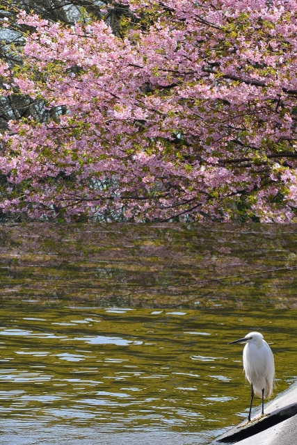 白い鳥 と 桜 の画像 Micane 無料占い