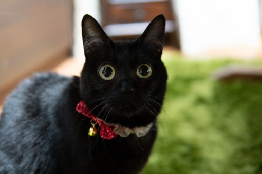黒猫の画像 Micane 無料占い