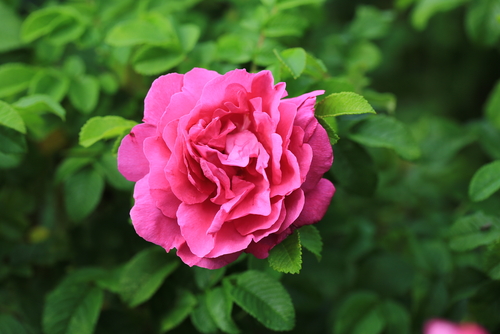 4月15日の誕生花は バラ ピンク 花言葉は 愛を誓います 花の名前の由来や種類や怖い意味 Micane 無料占い