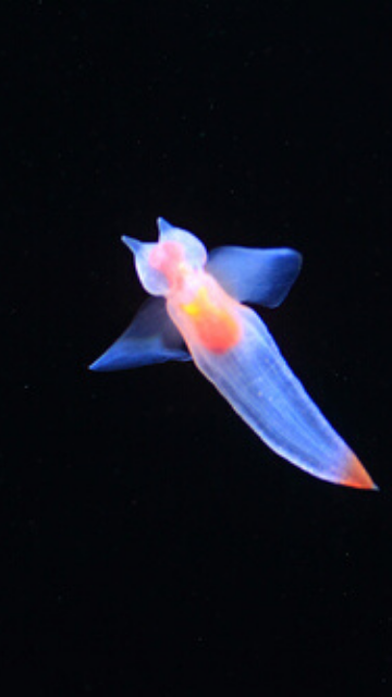 悩みを断ち切るクリオネの待ち受け画像