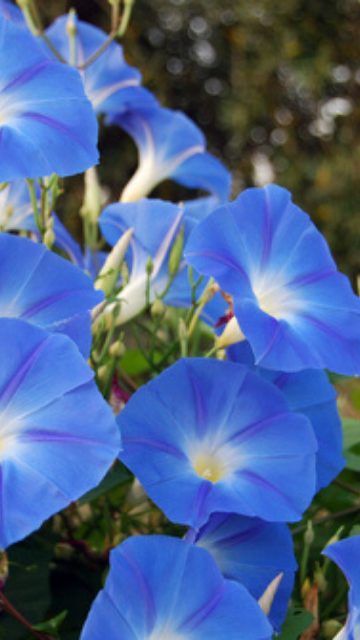 関係を深めたい人に効果がある朝顔の待ち受け画像