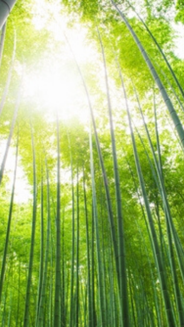 急成長できる竹の待ち受け画像