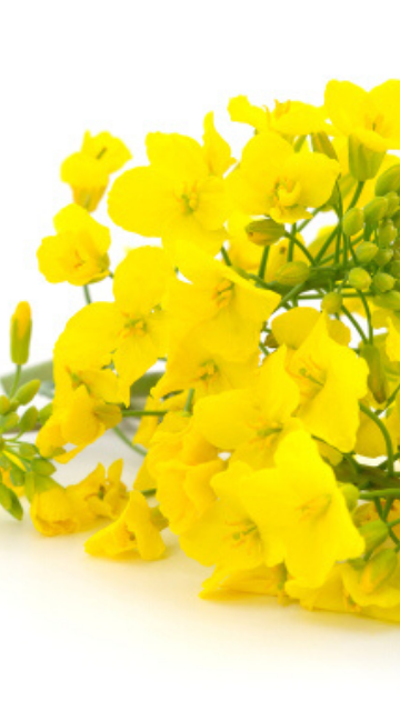 仕事運を上げる菜の花の待ち受け画像