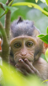 ギャンブル運最強の猿の待ち受け画像