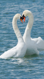 二羽の白鳥の待ち受け画像で絶対に付き合うことができる