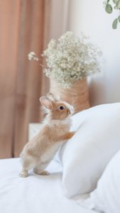 恋愛成就に効果のないうさぎの待ち受け画像