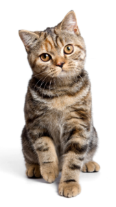 音信不通になった男女を引き寄せる猫の待ち受け画像