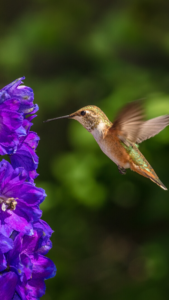 好きな人からの連絡がくるハミングバードの待ち受け画像