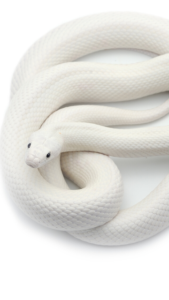 金運との縁を深くする白蛇の待ち受け画像