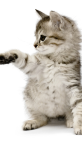 金運を引き寄せ、守る猫の待ち受け画像