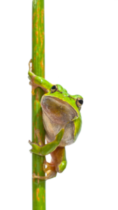 金運を守るカエルの待ち受け画像