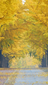 金運アップを叶える銀杏並木の待ち受け画像