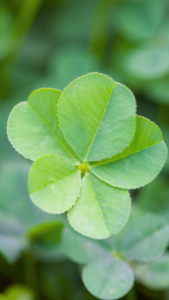金運アップを叶える五つ葉のクローバーの待ち受け画像
