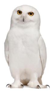 金運に恵まれる白フクロウの待ち受け画像