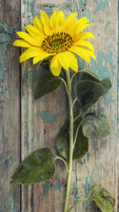 金運に効果のないひまわりの待ち受け画像