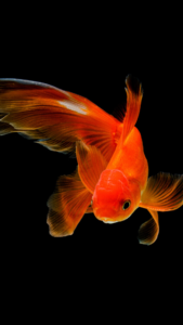 金運アップに効果のない金魚の待ち受け画像