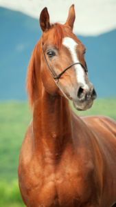 金運を運ぶ効果のない馬の待ち受け画像