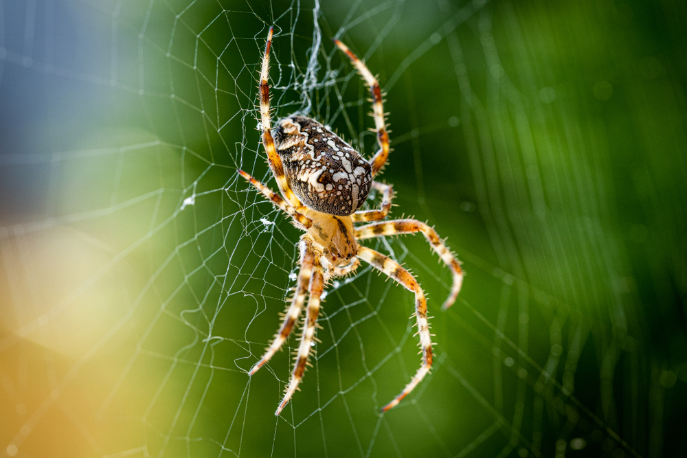蜘蛛のスピリチュアルな意味とは 蜘蛛の巣や朝蜘蛛 昼蜘蛛 夜蜘蛛や白い蜘蛛など状況別で徹底解説 Micane 無料占い