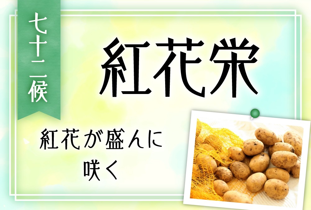 紅花栄 べにばなさかう の意味や時期とは 旬の野菜 魚 草花 行事まで完全紹介 七十二候 第二十三候 Micane 無料占い