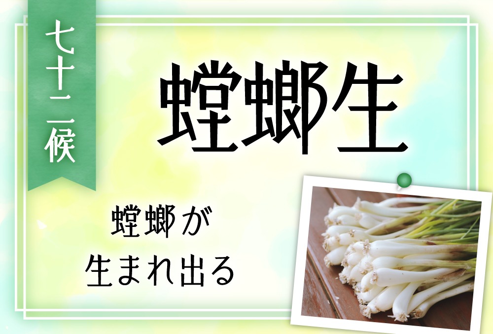 螳螂生（かまきりしょうず）の意味や時期とは？旬の野菜、魚、草花、行事まで完全紹介！【七十二候・第二十五候】 | micane | 無料占い