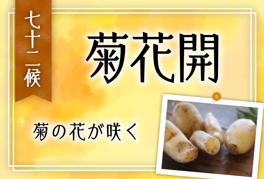 菊花開 きくのはなひらく の意味や時期とは 旬の野菜 魚 草花 行事まで完全紹介 七十二候 第五十候 Micane 無料占い