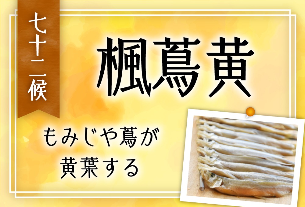 楓蔦黄 もみじつたきばむ の意味や時期とは 旬の野菜 魚 草花 行事まで完全紹介 七十二候 第五十四候 Micane 無料占い
