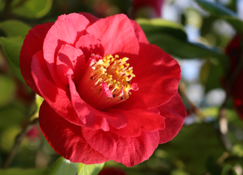 1月2日の誕生花は ツバキ 赤 花言葉は 控えめなすばらしさ 花の名前の由来や種類や怖い意味 Micane 無料占い