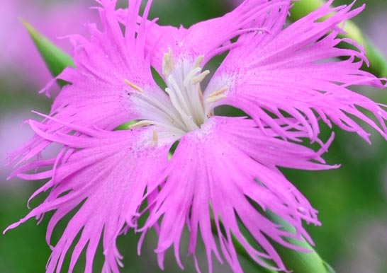 カワラナデシコ