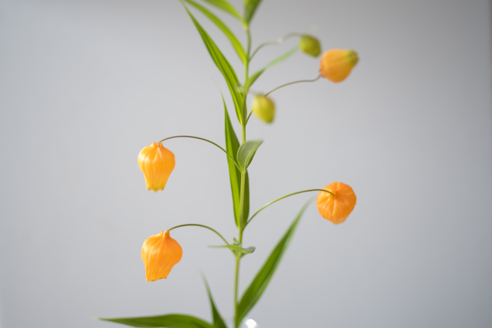 サンダーソニア