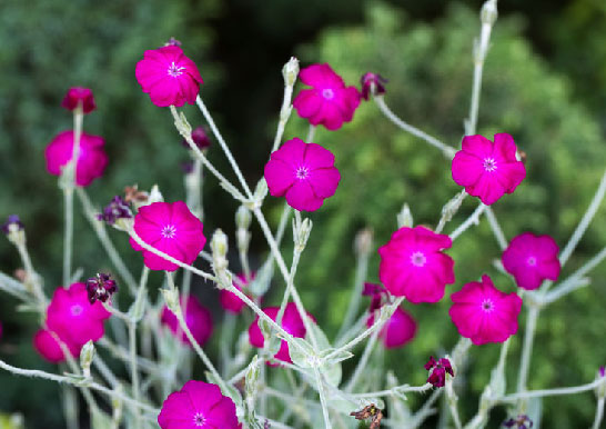 フランネルソウ