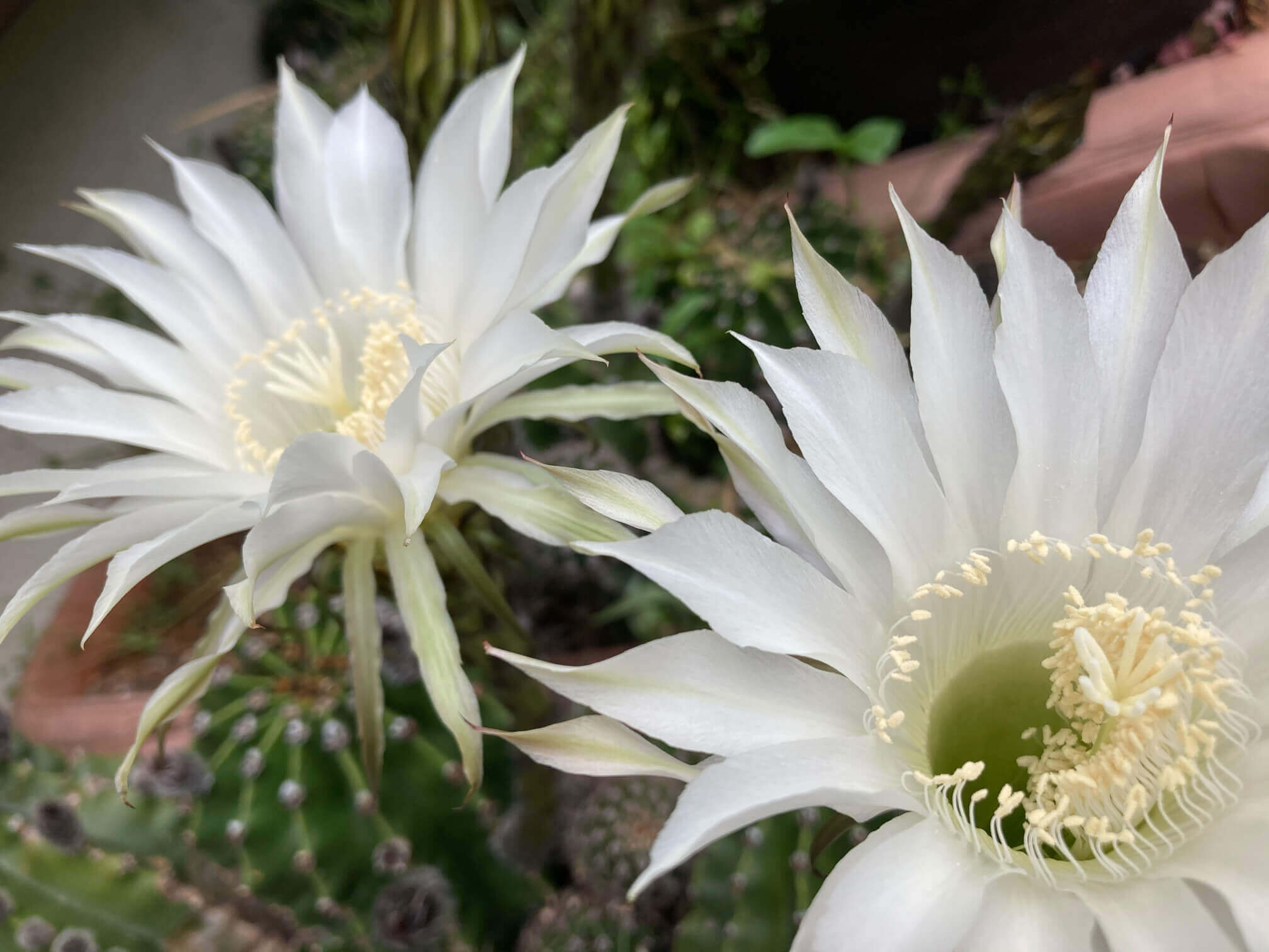 ゲッカビジンの種類