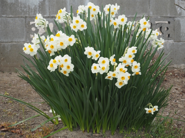 1月日の誕生花は クチベニスイセン 花言葉は 神秘 花の名前の由来や種類や怖い意味 Micane 無料占い