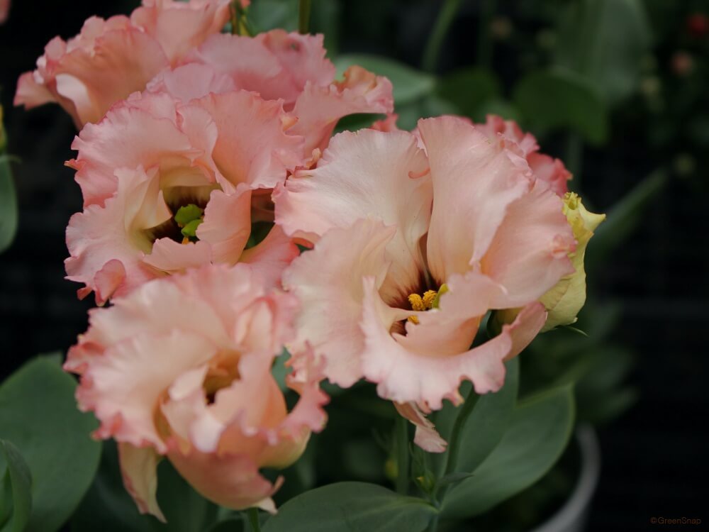 清々しい美しさ