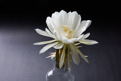 ゲッカビジンの由来