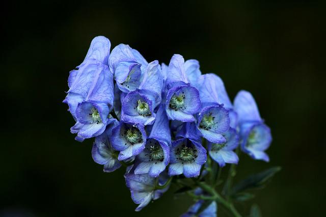 7月25日の誕生花は トリカブト 花言葉は 騎士道 花の名前の由来や種類や怖い意味 Micane 無料占い