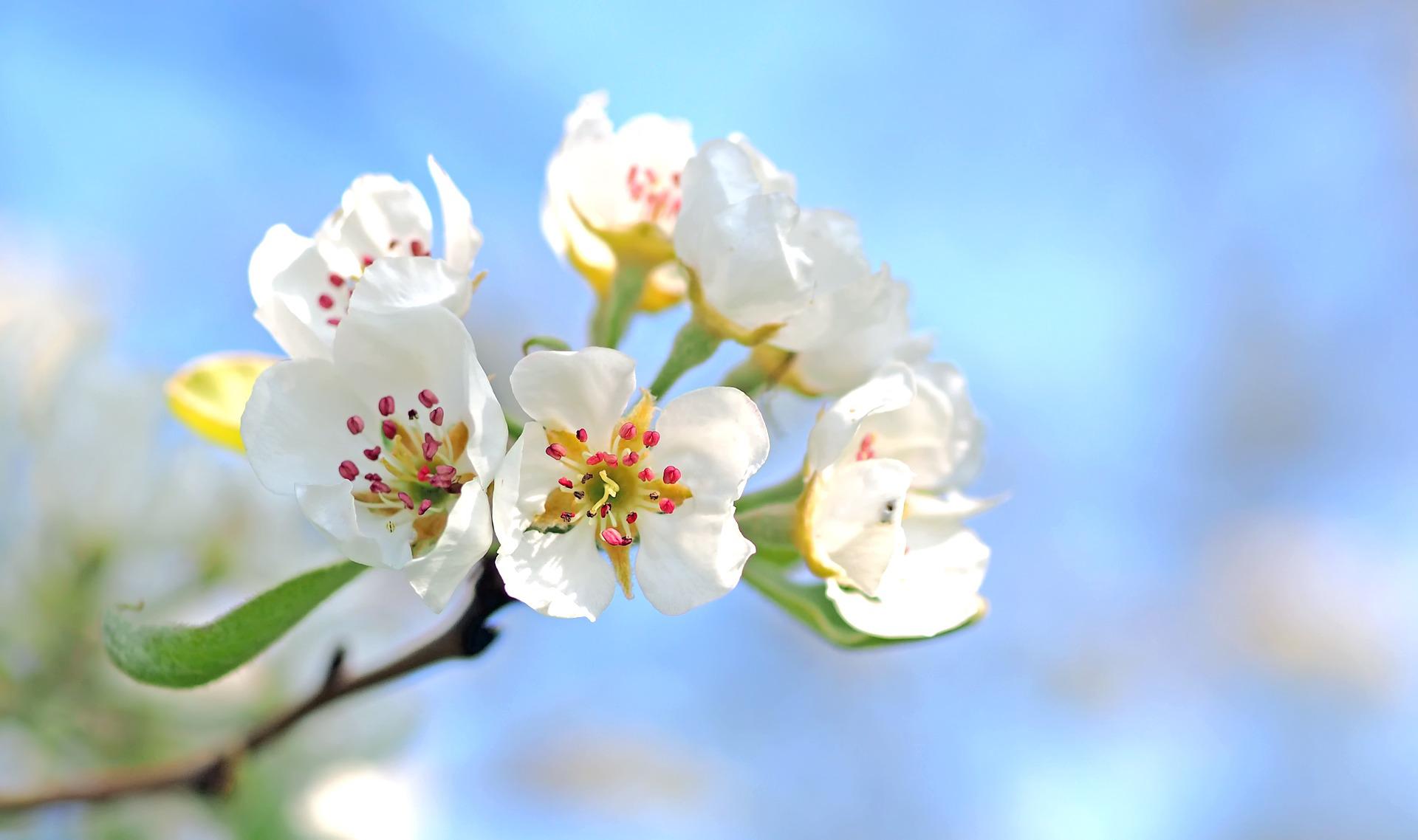 5月11日の誕生花は リンゴ 花言葉は 優先 花の名前の由来や種類や怖い意味 Micane 無料占い