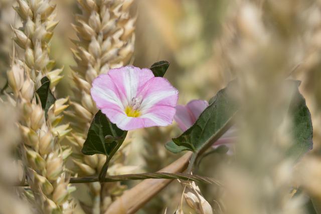 ヒルガオの種類