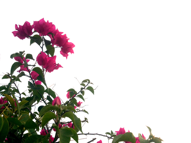 7月25日の誕生花は トリカブト 花言葉は 騎士道 花の名前の由来や種類や怖い意味 Micane 無料占い
