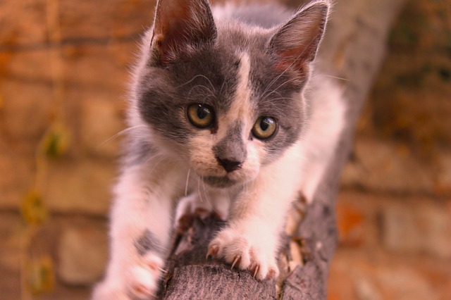 高いところから落ちるかも