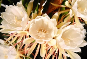 やさしい感情を呼び起こす