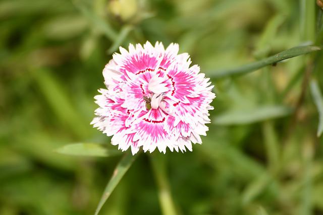 純粋で燃えるような愛