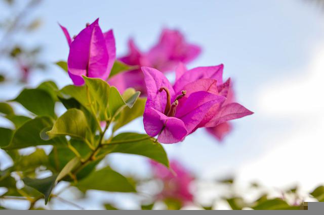 ブーゲンビリア