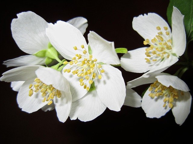 4月3日の誕生花は ジャスミン 花言葉は 誘惑 花の名前の由来や種類や怖い意味 Micane 無料占い