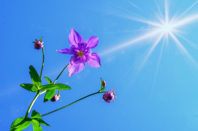 4月1日の誕生花は オダマキ 花言葉は 必ず勝利する 花の名前の由来や種類や怖い意味 Micane 無料占い