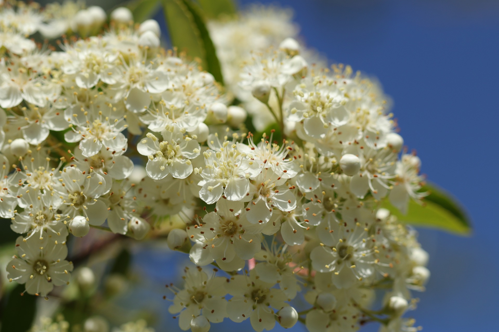 5月13日の誕生花は サンザシ 花言葉は 希望 花の名前の由来や種類や怖い意味 Micane 無料占い