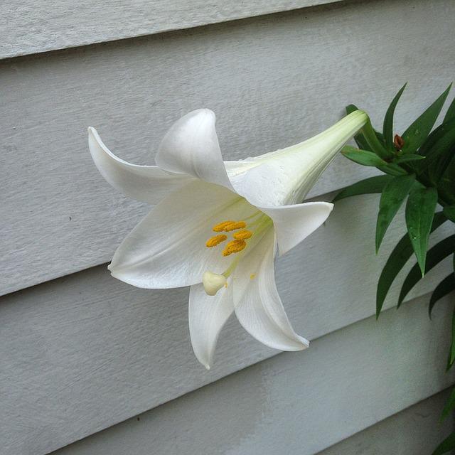 6月3日の誕生花は ユリ 花言葉は 純粋 花の名前の由来や種類や怖い意味 Micane 無料占い