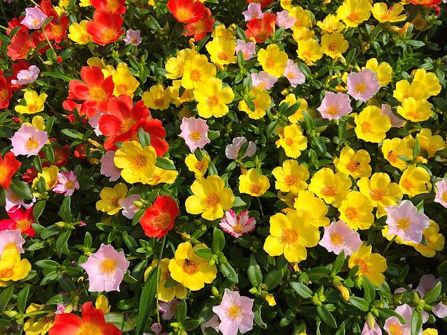 7月16日の誕生花は ポーチュラカ 花言葉は いつも元気 花の名前の由来や種類や怖い意味 Micane 無料占い