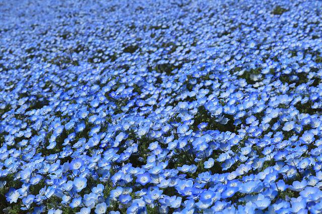 4月7日の誕生花は ネモフィラ 花言葉は 成功 花の名前の由来や種類や怖い意味 Micane 無料占い