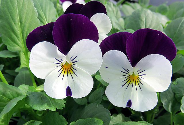1月28日の誕生花は ビオラ 花言葉は 誠実 花の名前の由来や種類や怖い意味 Micane 無料占い