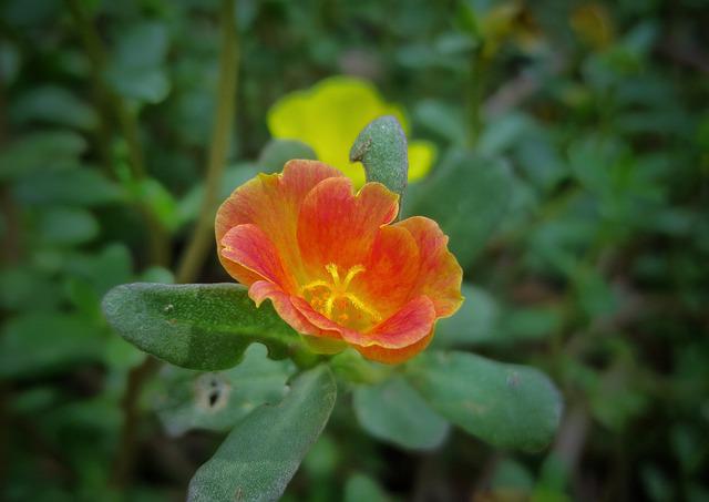 ポーチュラカに怖い花言葉はない